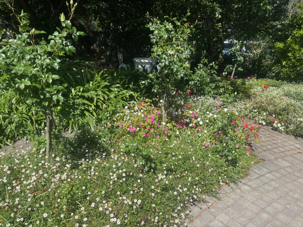 a garden with flowers and trees