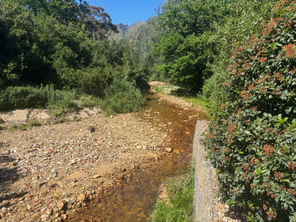 a stream running through a forest