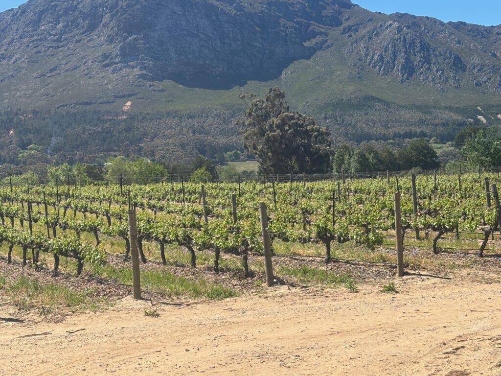 a vineyard with a mountain in the background