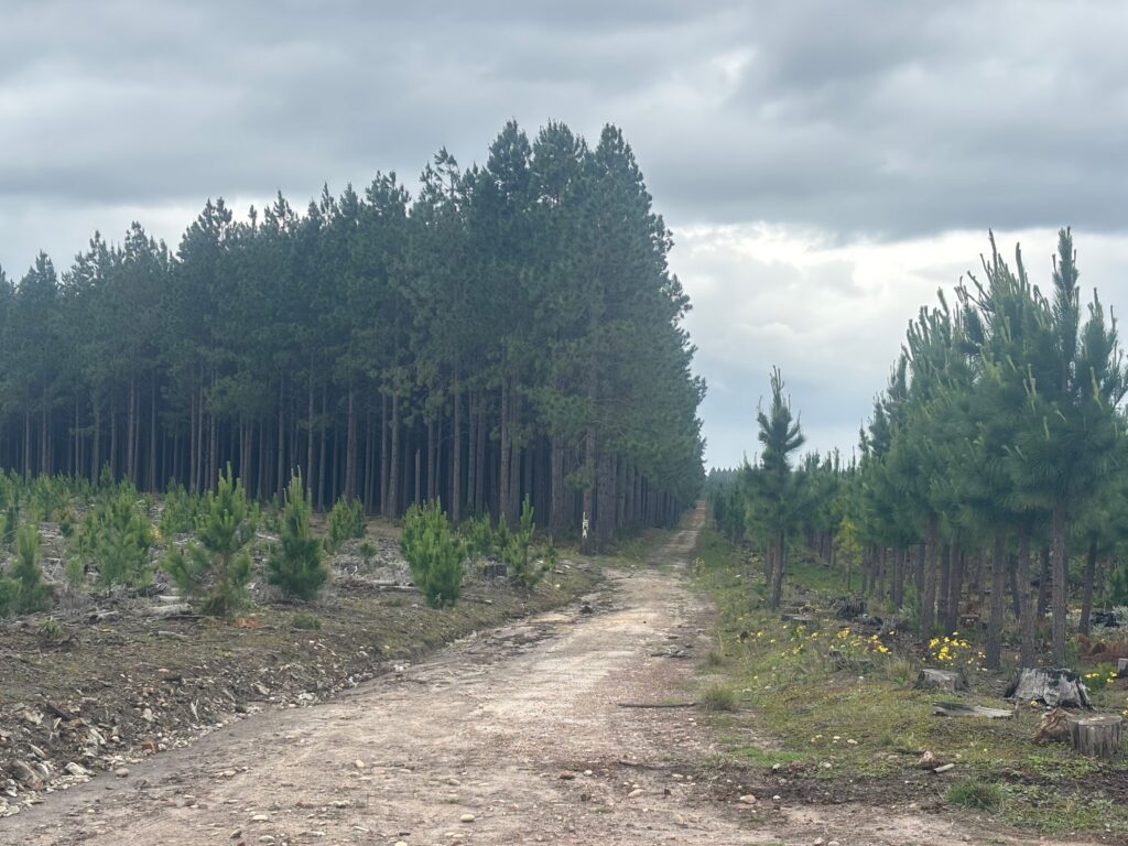 a dirt road with trees in the background