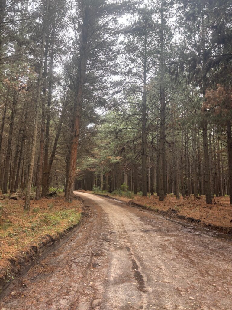 a dirt road through a forest