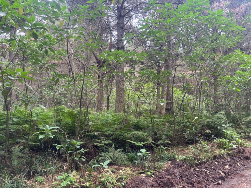 a forest with trees and plants