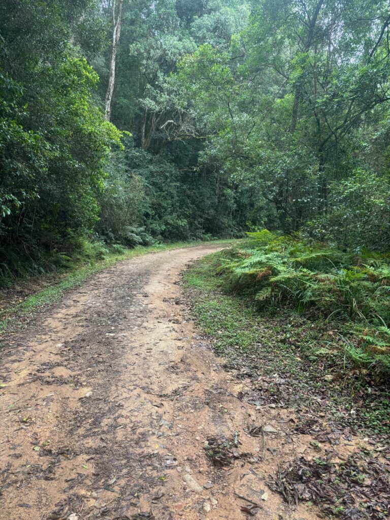 a dirt road through a forest