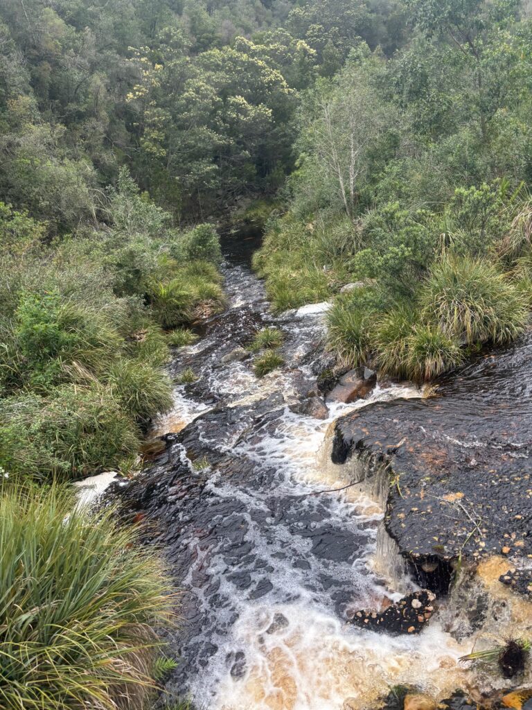 a river running through a forest