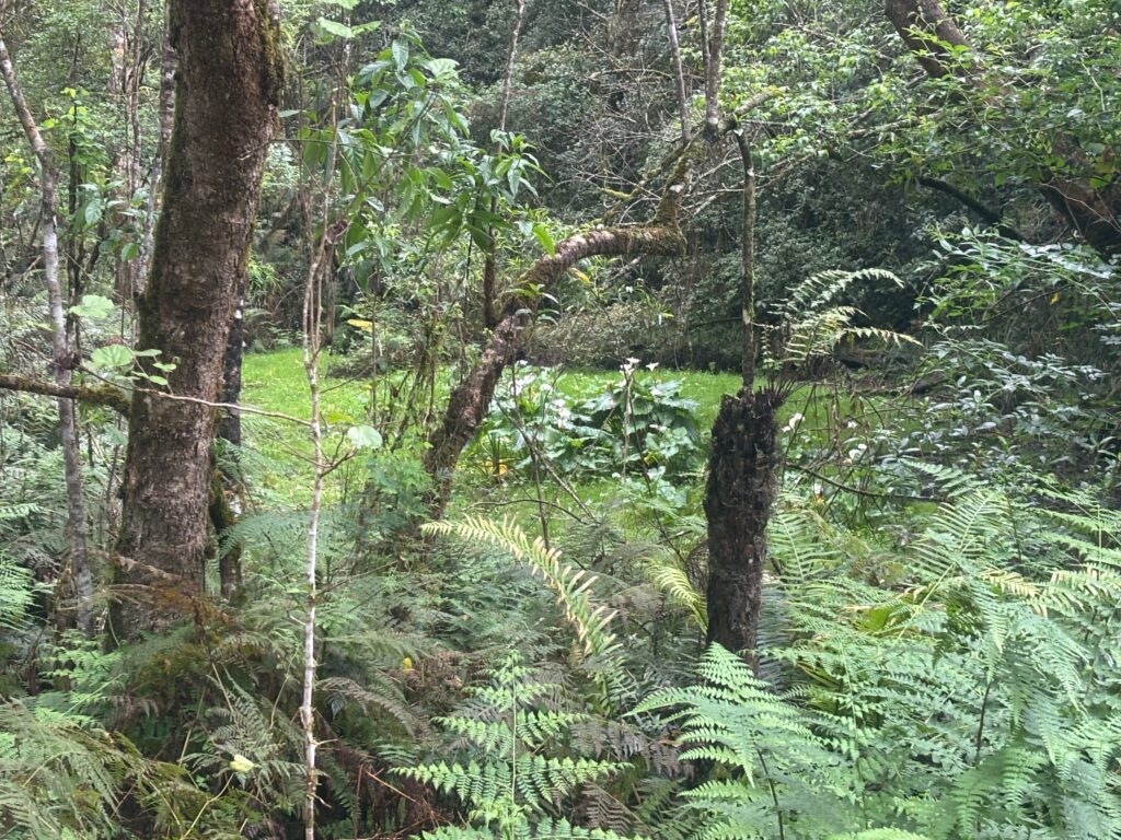 a forest with trees and plants