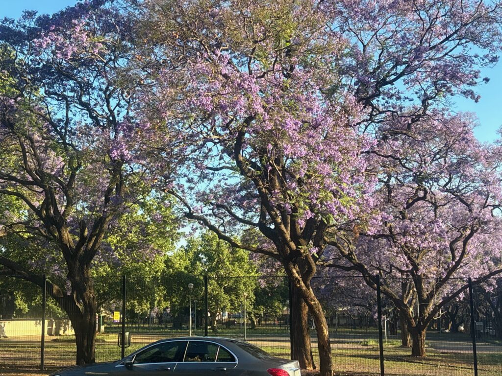 a car parked in front of a tree